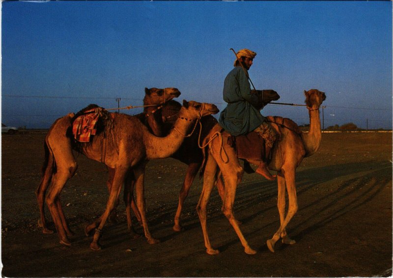 PC CPA SULTANATE OF OMAN, CAMEL RIDER, REAL PHOTO POSTCARD (b16345)