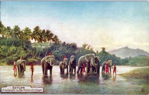 Elephants in the Mahavilla Ganga River on Island of Ceylon Sri Lanka Postcard