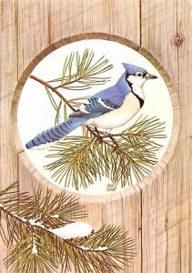 Blue Jay - 