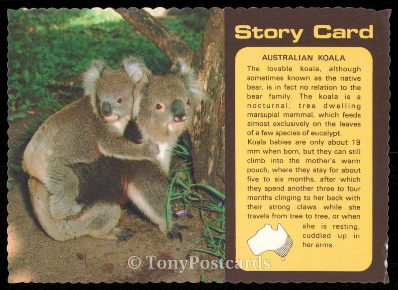 Australian Koala