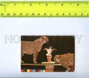 259063 USSR Circus Marina Mayatskaya Cheetah Trainer Pocket CALENDAR 1983 year