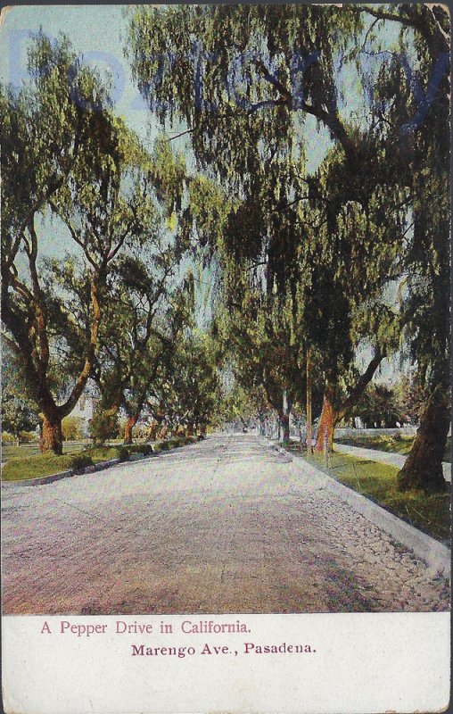 A PEPPER DRIVE IN CALIFORNIA MARENGOAVE. 1906 PASADENA CALIFORNIA