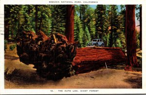 California Sequoia National Park The Auto Log