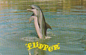 Flipper In Florida