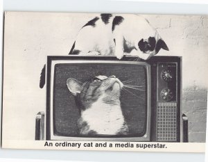Postcard An Ordinary Cat & A Media Superstar Cat