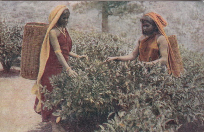 Sri Lanka Ceylon The Tea Bush and Native Tea Pluckers At Work sk0899a