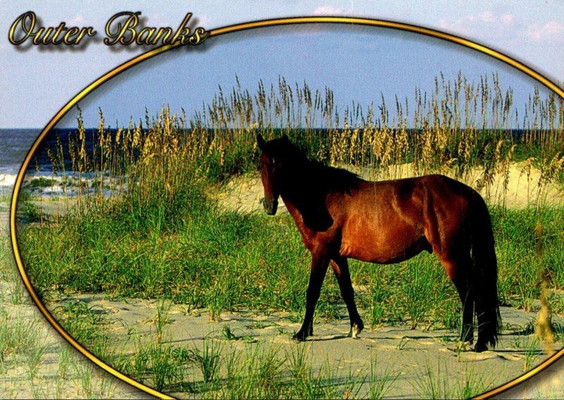 Wild Horses Outer Banks North Carolina