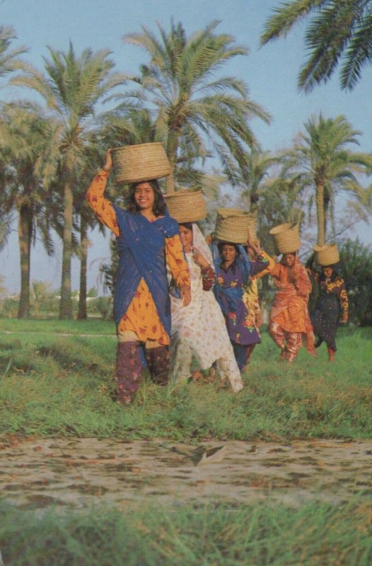 Bahrain Postcard - The Date Harvest     RR8254