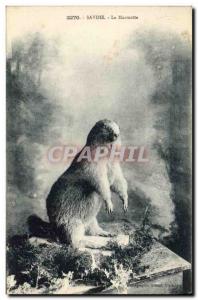 Old Postcard Savoy Groundhog