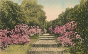 Albertype Charleston South Carolina Middleton Palace Gardens Postcard 20-9124