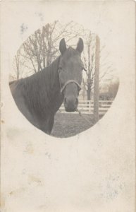 G48/ Interesting Real Photo RPPC Postcard c1910 Beautiful Horse 23