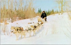 RCMP Dog Team Royal Canadian Mounted Police Northern Patrols Postcard H50