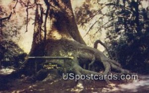 Elephant Tree - MIsc, CA