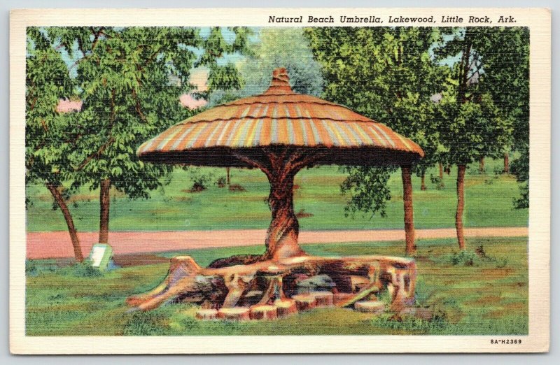 Little Rock AR~Is It A Tree, Or Is It An Umbrella? It's Both As God Intends~1938 