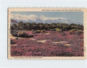 Postcard Wild Flowers, Date Gardens and Snow Capped Mountains, Palm Springs, CA