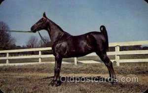 Belle's Wonder Girl Horse 1953 