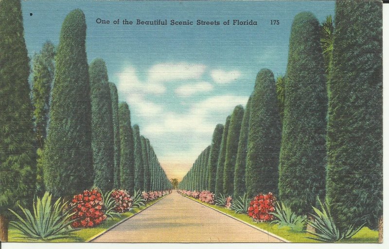 One Of The Beautiful Scenic Streets Of Florida