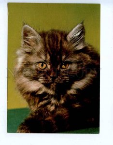 284808 Poland CATS old photo postcard