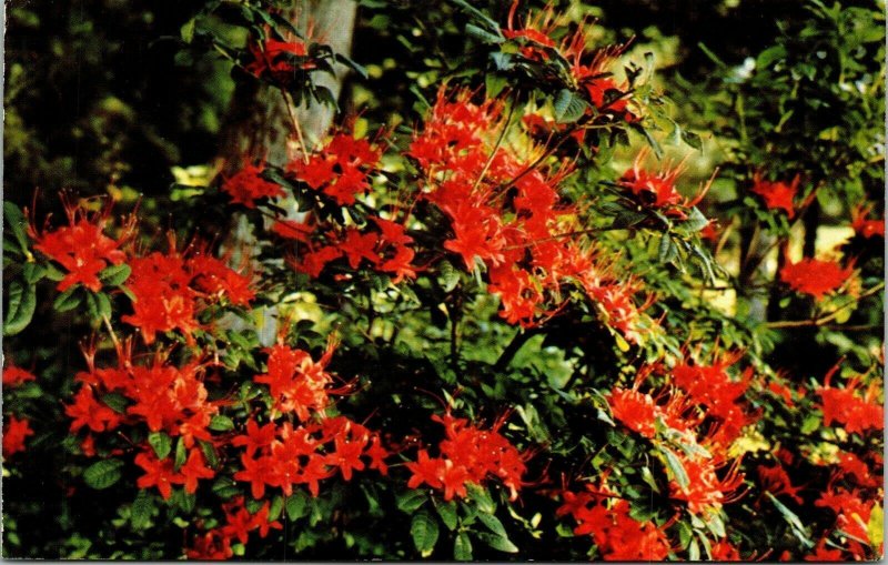 Callaway Gardens Pine Mountain Georgia GA Plumleaf Azalea Postcard PM WOB Note 