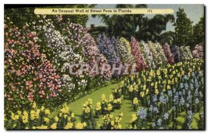 Old Postcard An Unusual Wall Of Sweet Peas In Florida