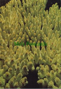 British Museum Postcard - Natural History, Acropora sp. Australia RR19002