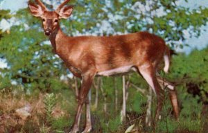 Vintage Postcard Rembrant Card Whitetail Deer Loveland Colorado