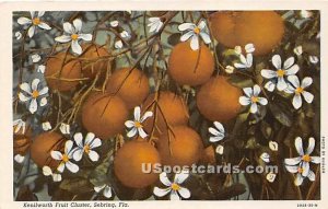 Kenilworth Fruit Cluster - Sebring, Florida FL