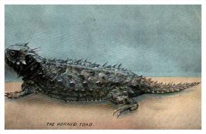 8807  Horned Toad