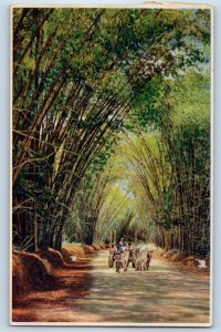 Jamaica B.W.I. Postcard Bamboo Avenue St. Elizabeth c1950’s Vintage Posted