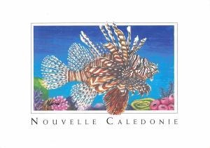 BT12682 le rascasse fish piossons Nouvelle caledonie     New Caledonia