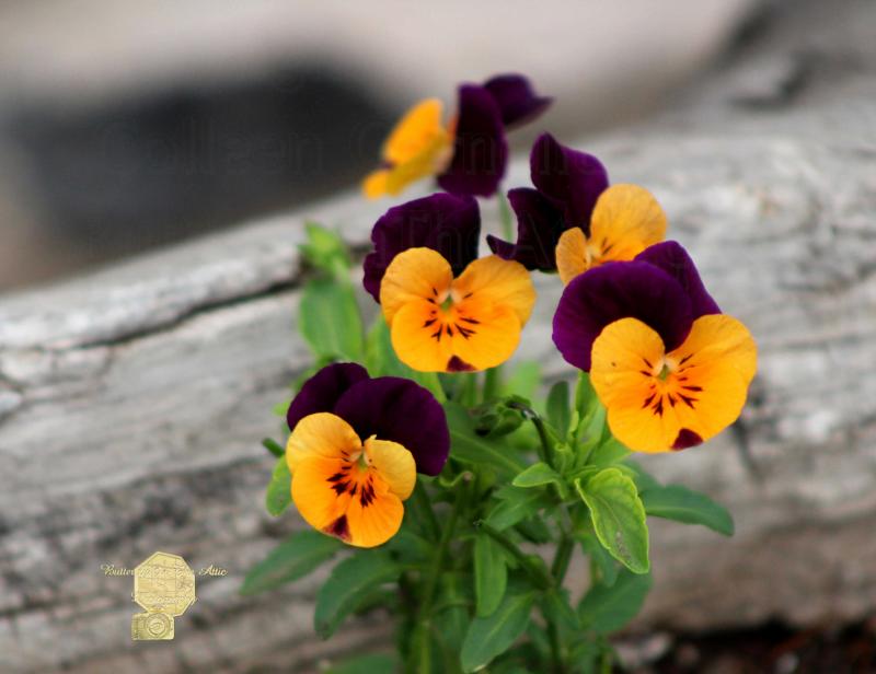 Handmade Postcard Set of 6, Purple And Yellow Pansies Against Rustic Wood