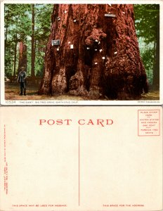 The Giant, Big Tree Grove, Santa Cruz, Calif. (24995