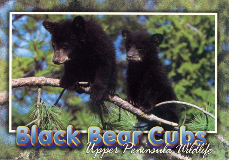 Black Bear Cubs in Michigan