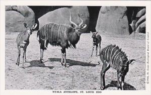 Missouri St Louis Nyala Antelope St Louis Zoo