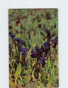 Postcard Fringed Gentians (Gentiana Elegans), Yellowstone National Park, WY