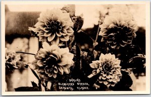Dahlias Blanchard Flower Garden Skagway Alaska AK Real Photo RPPC Postcard
