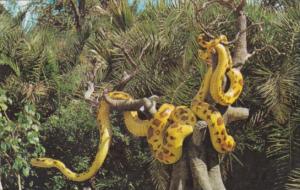 Giant Python Along The Jungle Cruise Walt Disney World Orlando Florida