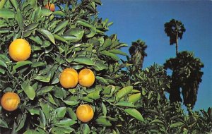 Rio Grande Valley Oranges And Palms - Rio Grande Valley, Texas TX