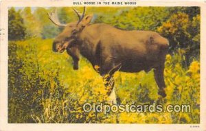 Maine, USA Bull Moose 1957 