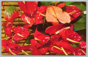 Hawaii~Red Anthurium~Vintage Postcard