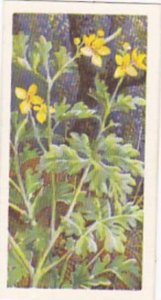 Brooke Bond Tea Trade Card Wild Flowers No 15 Greater Celantine