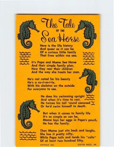 Postcard The Tale Of The Sea Horse