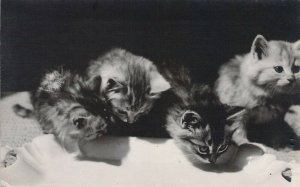 '07,  RPPC Real Photo, Cyko Back, Four Cute Cats, Old Postcard