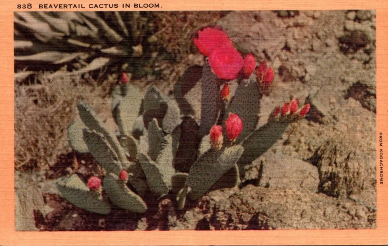 Cactus Beavertail Cactus In Bloom