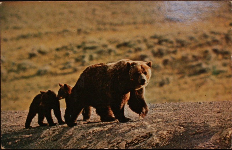 Grizzly Bear KU Museum of Natural History Lawrence KS