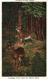 Vintage Postcard Northern Woods Native Greetings From Sault Ste. Marie Michigan