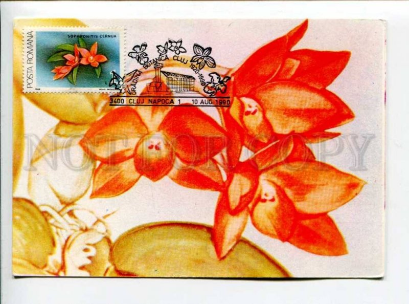 422209 ROMANIA 1990 year flowers orchid maximum card