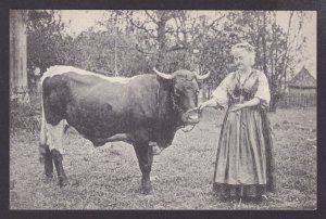 GERMANY, Vintage postcard, Lilli Lehmann, The cow and woman, Unposted