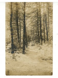 ME - A Walk in the Maine Woods   RPPC