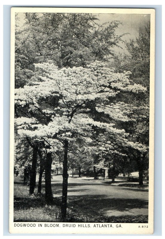 Vintage Dogwood In B oom Druid Hills. Atlanta. GA. Postcard P60E